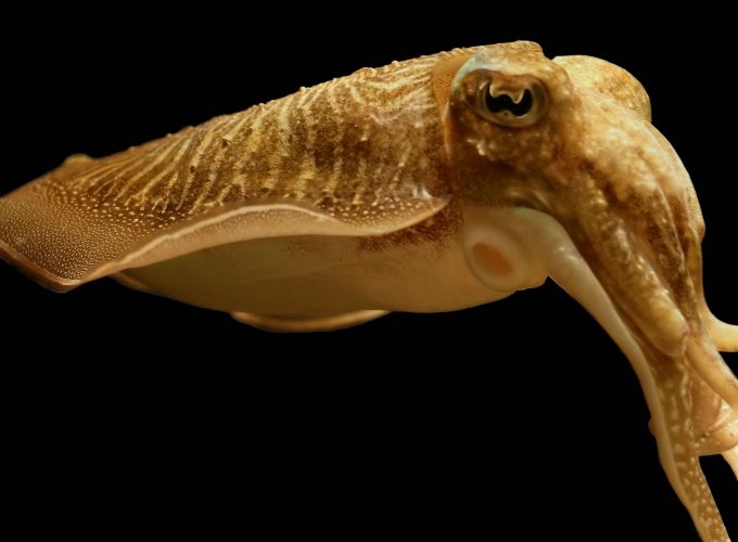 Wallpaper Cuttlefish, broadclub cuttlefish, deep sea creatures, Sepia latimanus, skin color, Animals 258718407